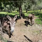 Bio Olivastrella San Venanzo
