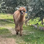 Κατάλυμα σε φάρμα Bio Olivastrella