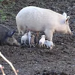 Bio Olivastrella Κατάλυμα σε φάρμα *