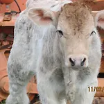 Bio Olivastrella *