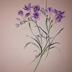 Bio Olivastrella San Venanzo